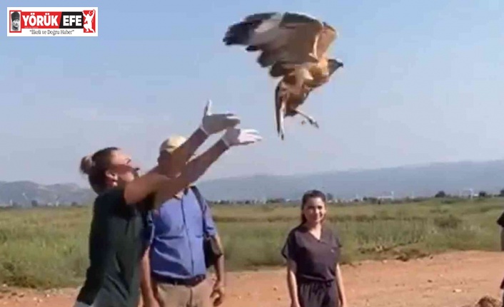 Tedavisi tamamlanan kızıl şahin doğaya salındı