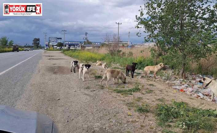 Aydınlı çobanlar sokak köpeği sorunlarının çözülmesini bekliyor