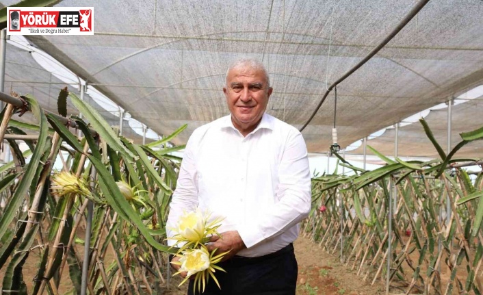 Başkan Atay’dan ejder meyvesi hasadı