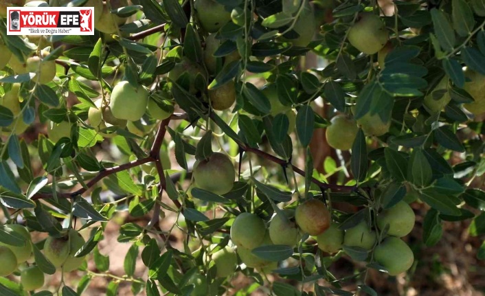 Başkan Çerçioğlu, alternatif tarım ürünleriyle Aydın çiftçisine destek oluyor