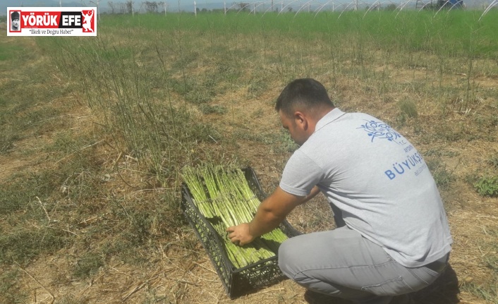 Büyükşehir Belediyesi’nin kuşkonmazları Halk Ege Et reyonlarında yerini aldı