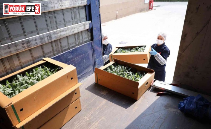 Efeler’in projesi yavru vatanda hayat buluyor