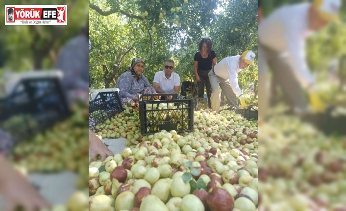Efeler’in tek kapama hünnap bahçesinde hasat heyecanı