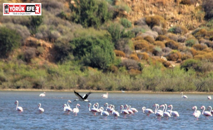 Flamingolar, Avşarlı’yı kabullendi