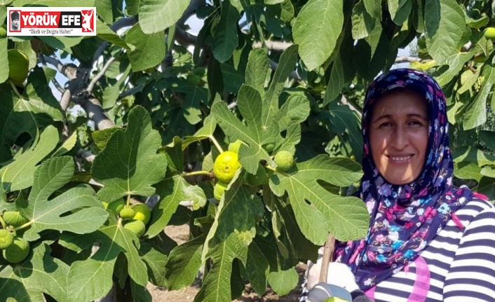 Günlerdir poyraz beklenen Aydın’da inciri deniz yeli vurdu
