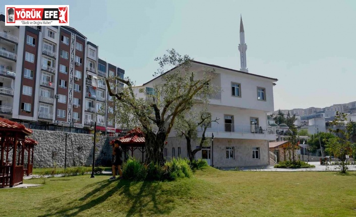 Kesilmekten kurtarılan ağaçlar parklara dikiliyor