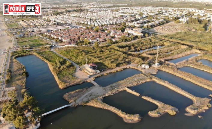 Kocagöl’de balık ölümleri endişelendiriyor