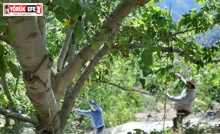 Köşk’te ceviz hasadı başladı