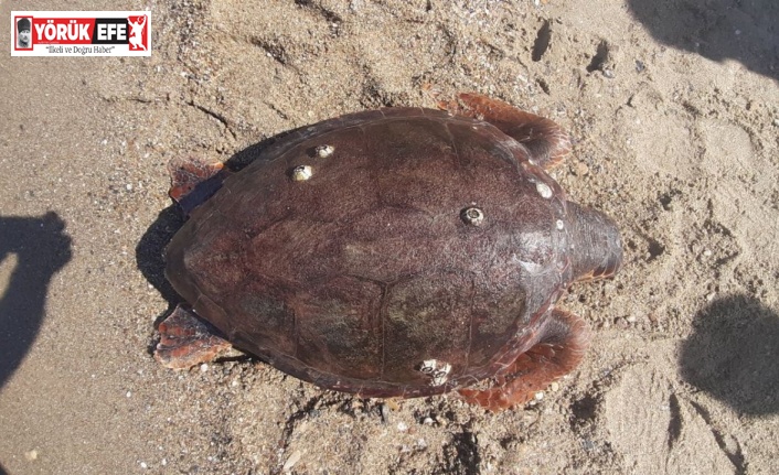 Kuşadası sahilinde ölü caretta caretta bulundu