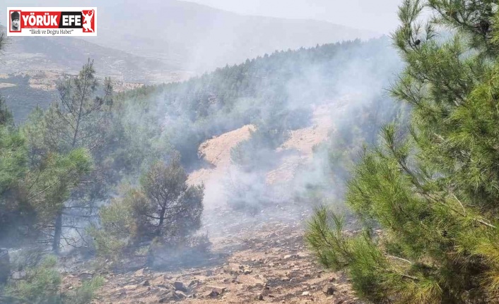 Nazilli’deki orman yangını büyümeden söndürüldü