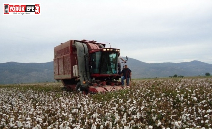Söke’de pamuk toplama fiyatları açıklandı