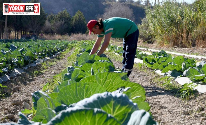 Adabahçe’nin toprakları kış fideleri ile buluşuyor