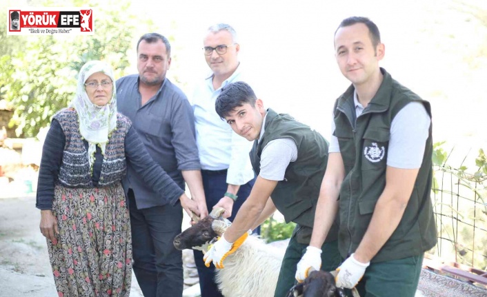 Aydın Büyükşehir Belediyesi Çine Çaparı ve Sakız Koçu dağıtımına devam ediyor