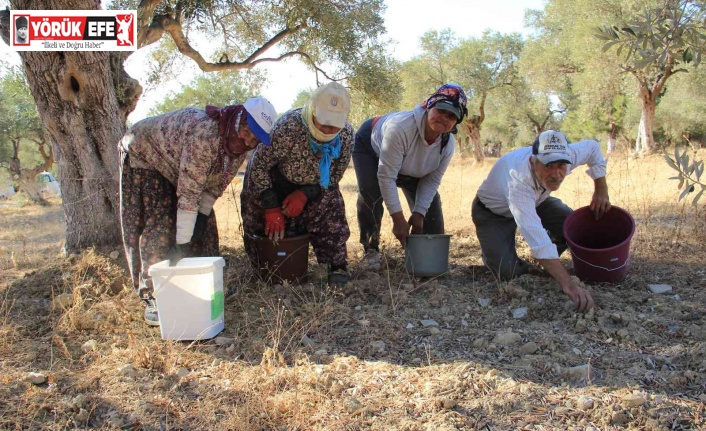 Aydın’da zeytin hasadı başladı