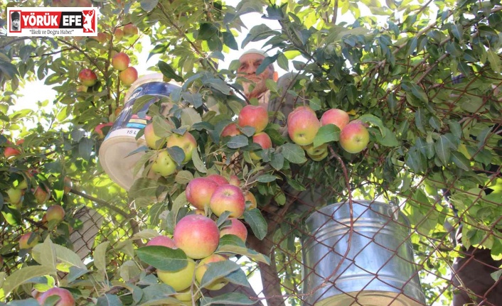 Doğal soğuk hava deposu yaylalarda elma hasadı başladı