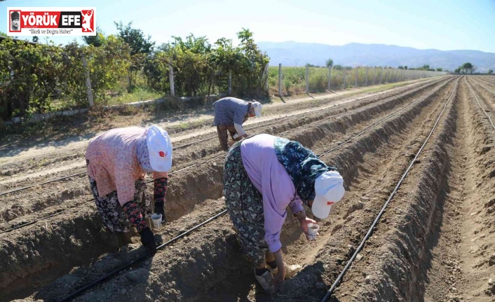 Efeler’in şevketi bostanları ikinci kez toprakla buluştu