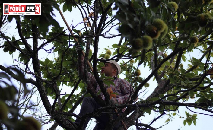 Ekmek parası için komando gibi ağaçlara tırmanıyor