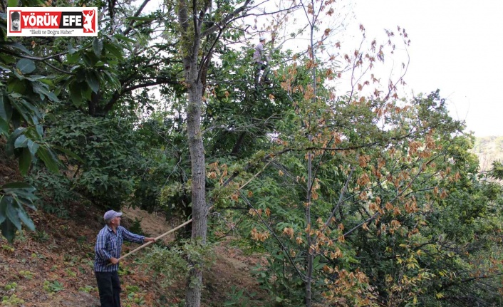 Kestanede ’dal kanseri’ üreticilerin korkulu rüyası oldu