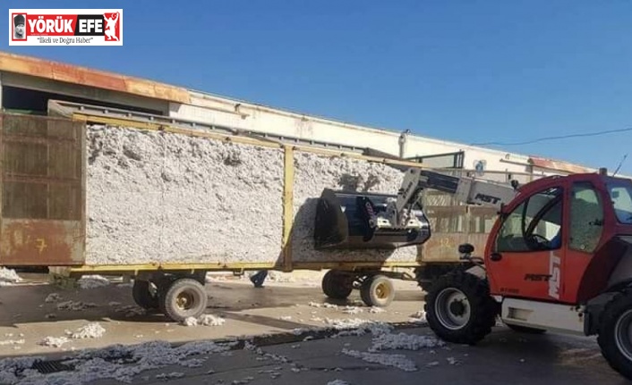 Söke TARİŞ 22 milyon kilogram pamuk alımı yaptı