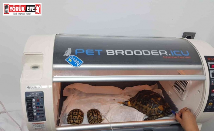 Yangında zarar gören kaplumbağalar tedavi altına alındı
