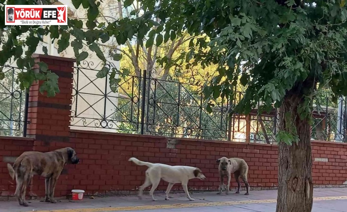 Aydın’da sokak köpekleri sorun olmaya başladı