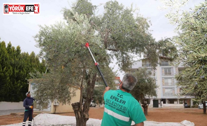 Efelerin zeytinleri hasat ediliyor