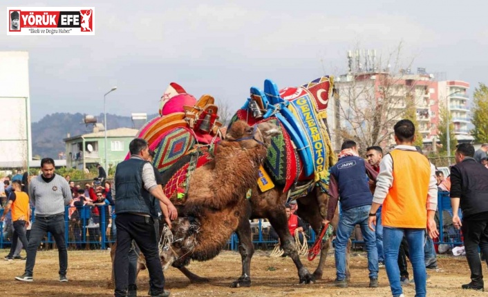 Ege’de develer arenaya indi, sezonun ilk güreşi Umurlu’da başladı