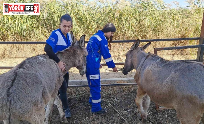 Kesilmekten kurtarıldılar, rahata kavuştular