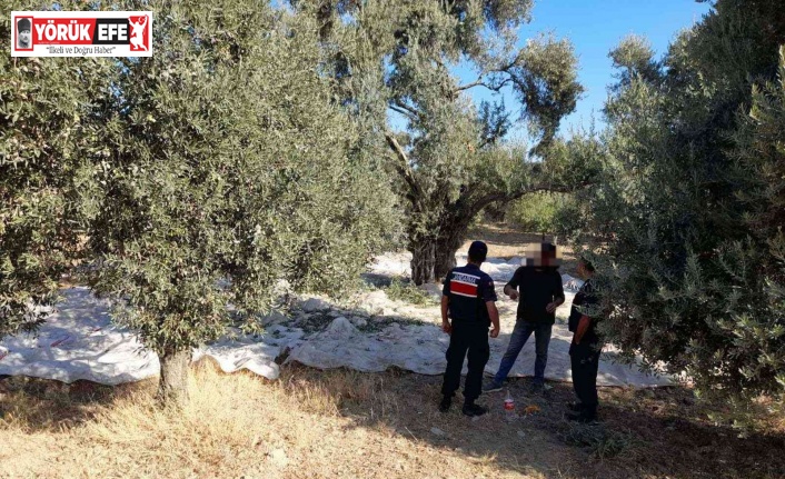 Zeytin hırsızı Jandarmaya yakalandı