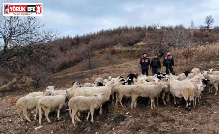 Aydın Köşk’te kaybolan 50 koyun, İzmir Ödemiş’te bulundu
