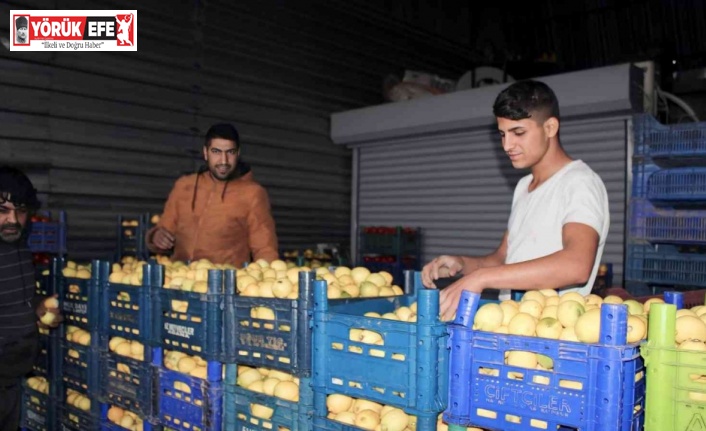 Aydın’da pazarların en rağbet gören ürünü limon oldu