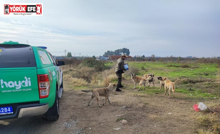 Aydın’da sokak canları unutulmadı