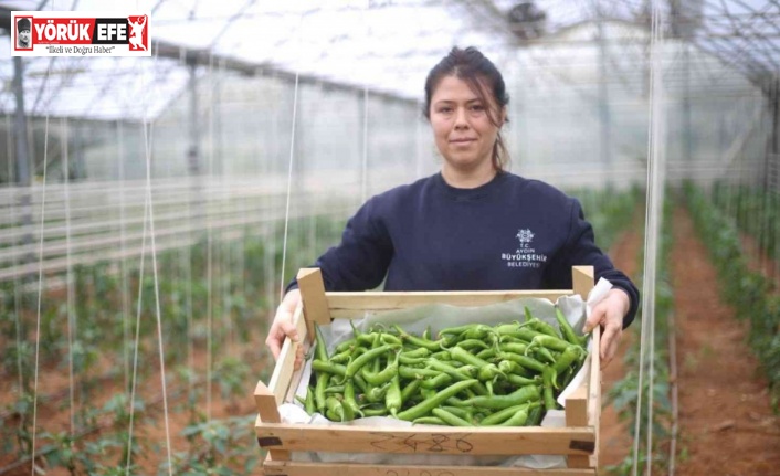 Büyükşehir, seralarda üretimini sürdürüyor