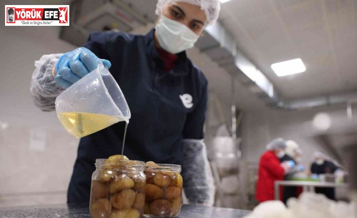 Efeler Belediyesi kestane şekeri üretimine başladı