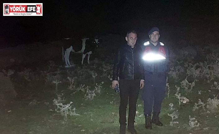 Kayıp hayvanları jandarma ekipleri bularak sahibine teslim etti