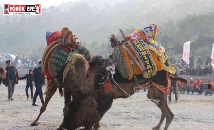 Koçarlı arenasında 150 deve kıran kırana güreşti