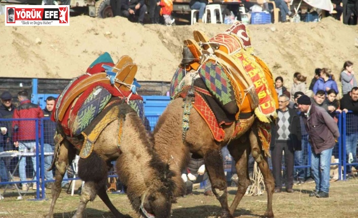 Kurtuluş’ta develer eğitim yararına güreşti