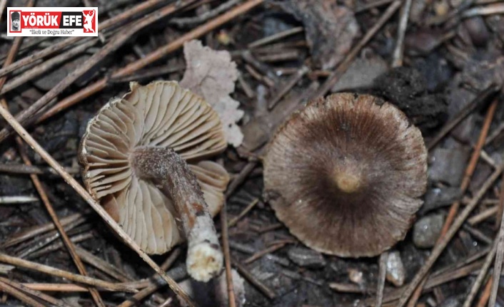 Kuşadası’nda yetişen yeni bir mantar türü daha keşfedildi