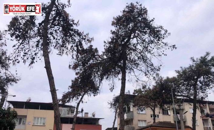Nazilli Belediyesi, kuruduğu için tehlike saçan ağaçların kesti