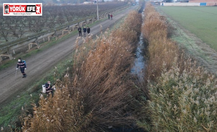 Nazilli Belediyesi’nden larva ile 365 gün mücadele