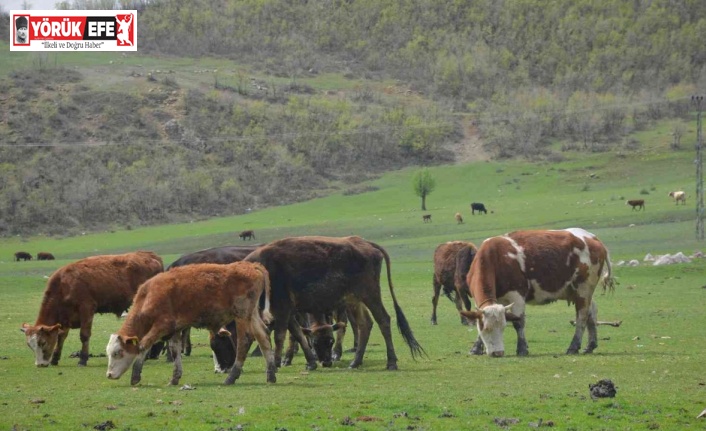 Pilot bölge Aydın’da meraların kapasitesi arttırılacak