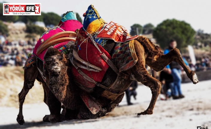 Yeni yılın ilk deve güreşi İncirliova’da yapılacak
