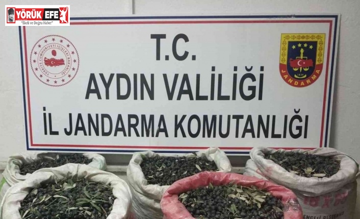 Zeytin hırsızları yakalandı