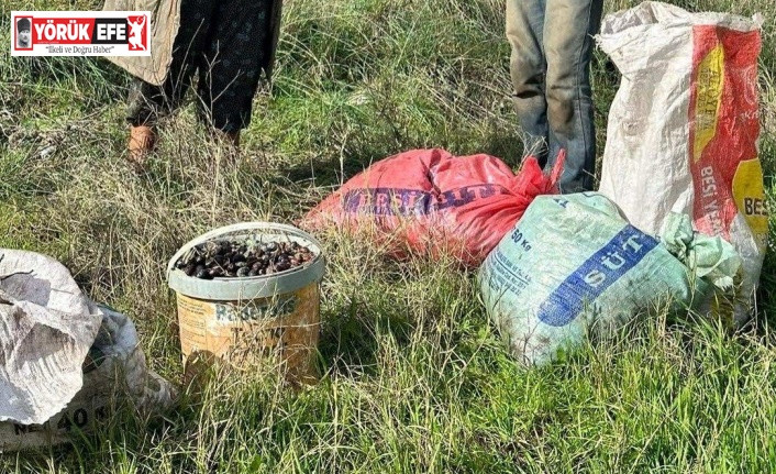 Çaldıkları 155 kilogram zeytin ile suçüstü yakalandılar