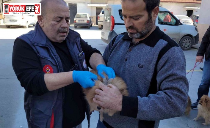 Efeler’de 3 bin evcil hayvan çiplendi