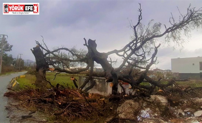 Fırtına, 2 asırlık ağacı devirdi