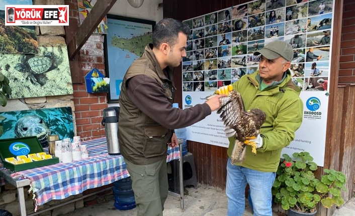 Gökyüzünün efendisi şahin, yaralı halde bulundu