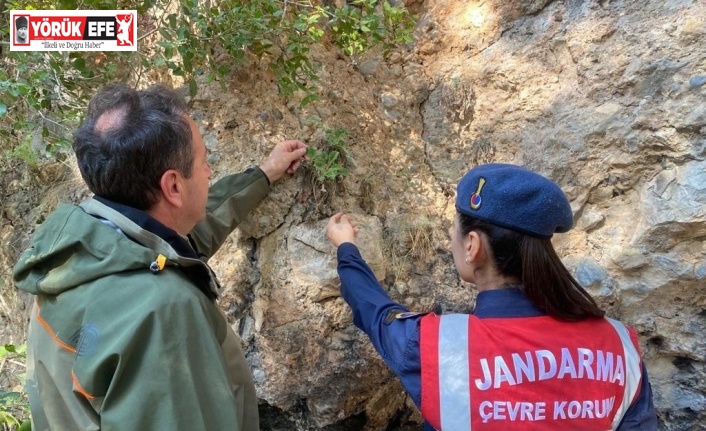 Jandarmadan endemik tür” devriyesi