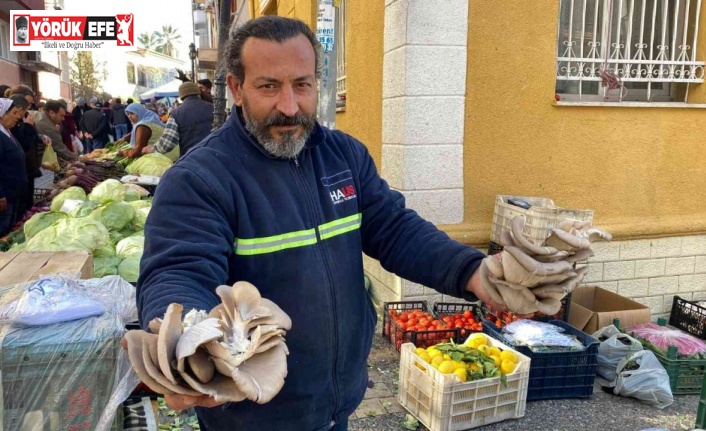 Kırmızı etin alternatifi istiridye mantarına ilgi arttı