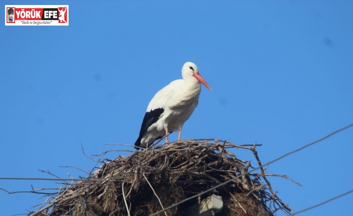 Kış gelmeden, leylekler geldi